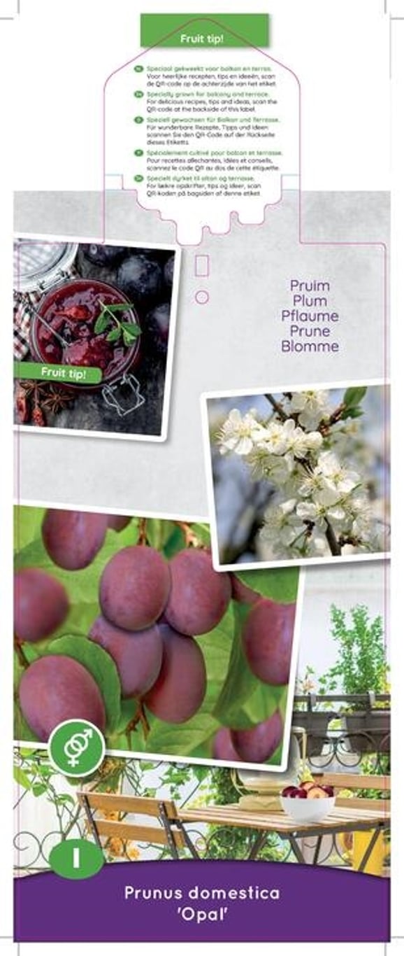 Prunus d. 'Opal' - C5 60-80 CM Patio